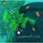 دانلود آهنگ ديگه عاشق شدن ناز کشيدن فايده نداره از علیرضا افتخاری