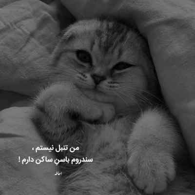 دانلود آهنگ دلم مثل دلت خونه شقایق داریوش