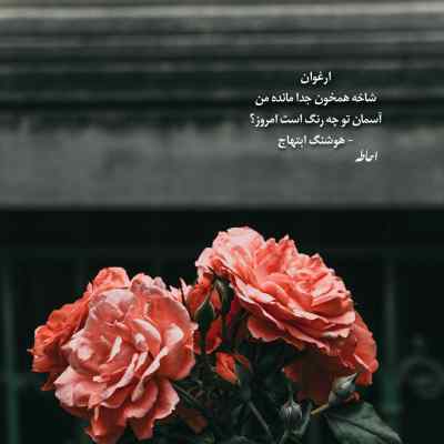 دانلود آهنگ اخه تو شاهرگمی ببری ازم میمیرم علی لهراسبی