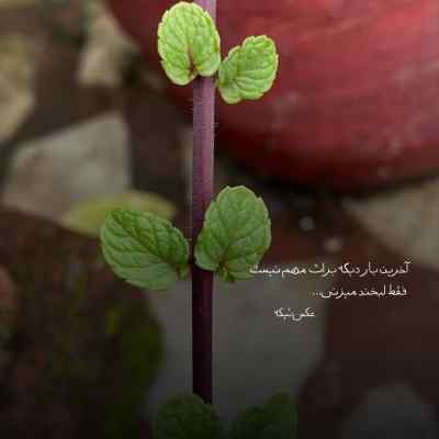 دانلود ریمیکس چشام برات پر میزدن علی احمدیانی