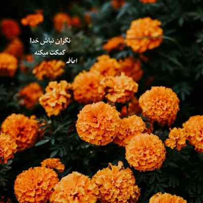 دانلود آهنگ ای پرنده مهاجر سفرت سلامت
