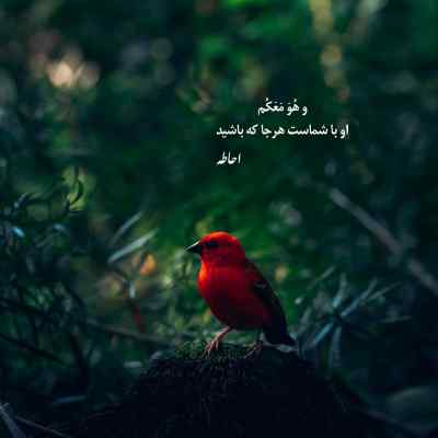 دانلود آهنگ من عاشق چشمت شدم نه عقل بود و نه دلی علیرضا قربانی