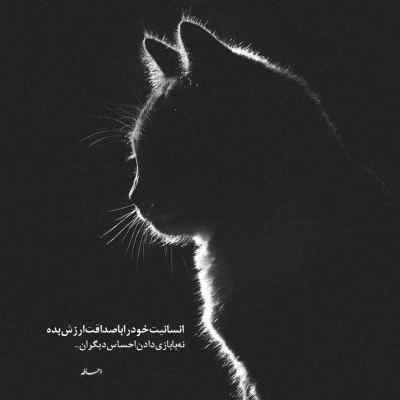 دانلود آهنگ صدای بچه گربه تنها