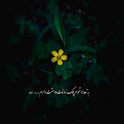 دانلود آهنگ میرن ادما با صدای زن