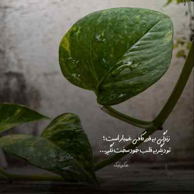 دانلود آهنگ اونی که فکر فرداشه تتلو