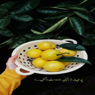 دانلود آهنگ آخه تو چی میدونی ازم که رو تنم جای چنگال گرگه