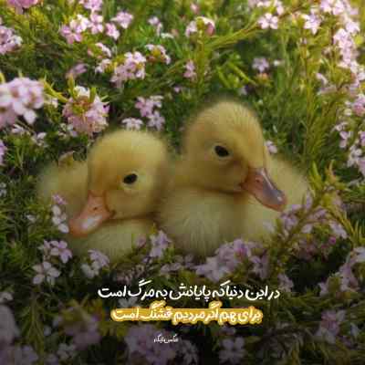 دانلود آهنگ پر پر بی گل باغ رنگین حمید رضا بابایی