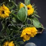 دانلود آهنگ محمد طاهر بیداره چشه منه لجباز