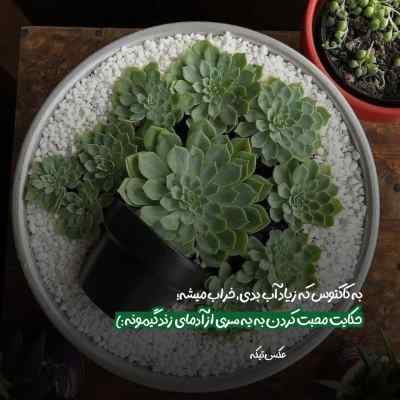 دانلود آهنگ کفتر کاکل به سر وای وای