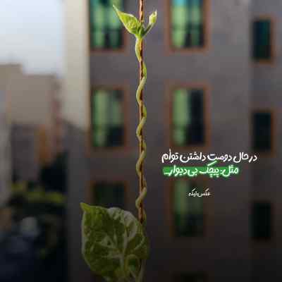 دانلود آهنگ تا میاد ماچو میخوادبهترین جاشو میخواد