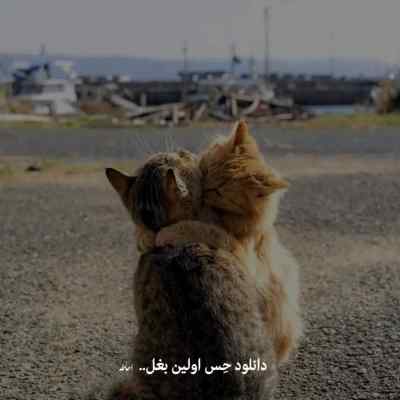 دانلود آهنگ تو که نیستی دل من مثل گلای پرپره