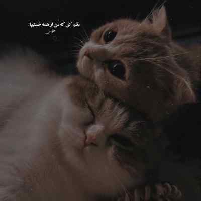 دانلود آهنگ Mən Özüm Gedərəm از Çinarə Məlikzadə ترکی اینستا