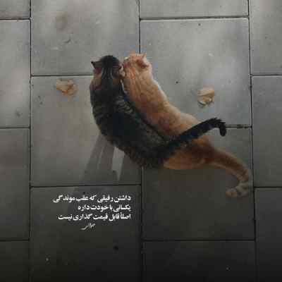 دانلود آهنگ نازته ایخرم مو هرچی گرون فروشی قاسم فاضلی