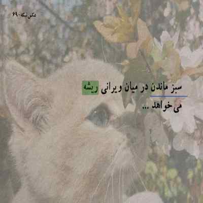 دانلود آهنگ مثل گل بودی قبلنا چقد پژمرده ای امروز