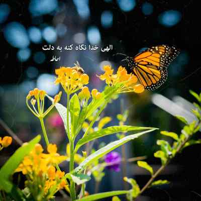دانلود آهنگ رخصت از لبت بوسه بچینم گل نازم