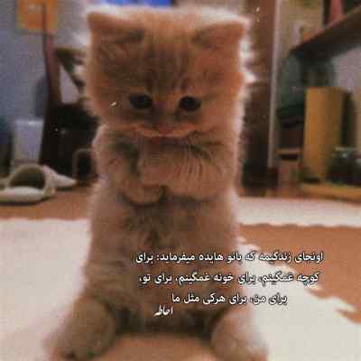 دانلود آهنگ تو این زمونه عشق نمیمونه شهرام شب پره