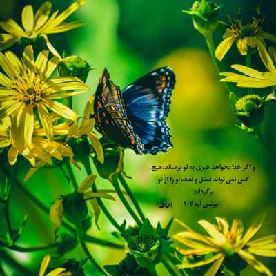 دانلود آهنگ گل سنگم گل سنگم چی بگم از دل تنگم اسلو اینستا