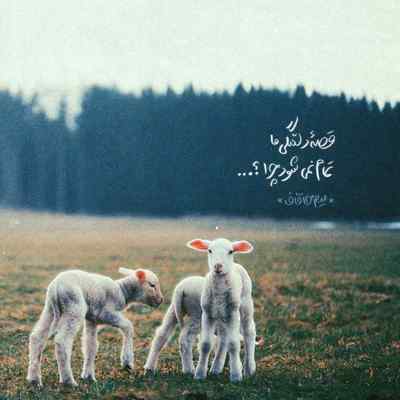 دانلود آهنگ Bak yanıyor bak içimde از Semicenk ترکی اینستا