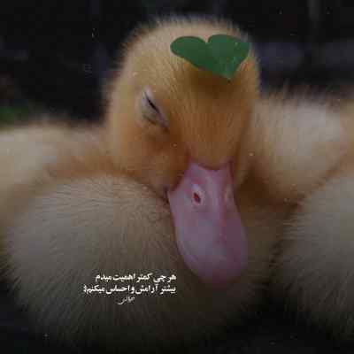 دانلود آهنگ برناممون امشب عشق و حال سفته
