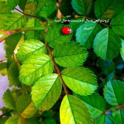 دانلود آهنگ کسی حریف عشق ما نمیشه نمیشه از علی عباسی