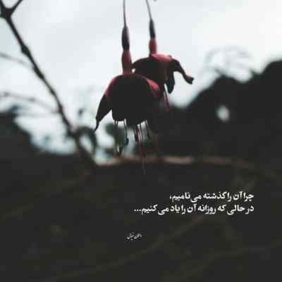 دانلود آهنگ سالار عقیلی حال خونین دلان که گوید باز