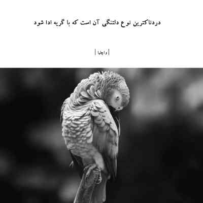 دانلود آهنگ پای این خرابه ها دوست دارمت