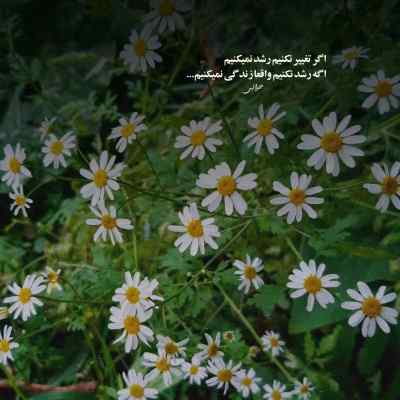 دانلود آهنگ حبیبی سلام از علی قلیچ
