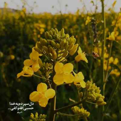 دانلود آهنگ حالا که پرواز کردی بگو منو یادت هست از نوان