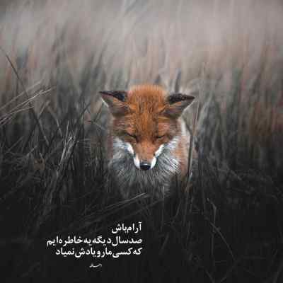 دانلود آهنگ دلداده از راکوب