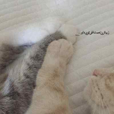 دانلود آهنگ چیکار کردی با دلم وای بذار بره اگه میگه بهتره من که دیگه