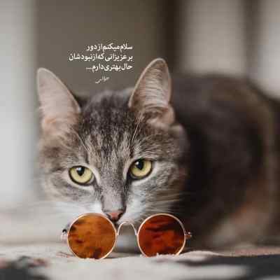 دانلود آهنگ اصغر آقا بفرما موقع غذا بفرما با صدای زن