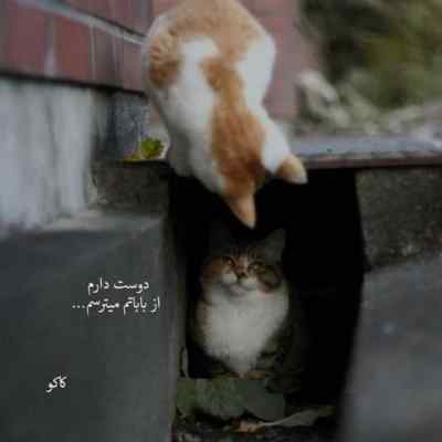 دانلود آهنگ نو اکس نو نکست خارجی