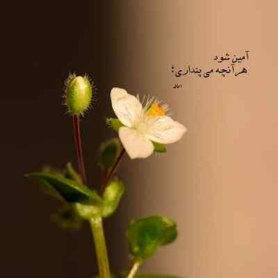 دانلود آهنگ خدا قسمت کنه این دافه برام جور شه
