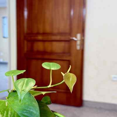 دانلود آهنگ داریوش نیایش