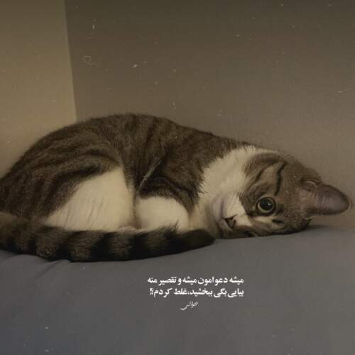 دانلود آهنگ مدرسه ها وا شده خاک تو سر ما شده