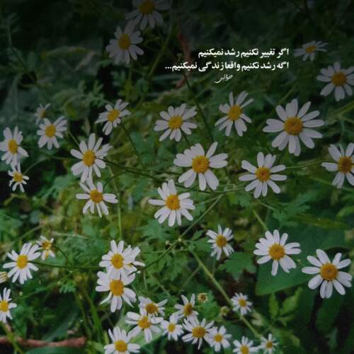 دانلود آهنگ دلی بالام