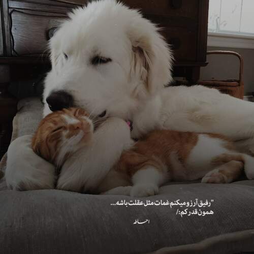 دانلود آهنگ خوشگل کی تو بگو مال کی تو ریمیکس