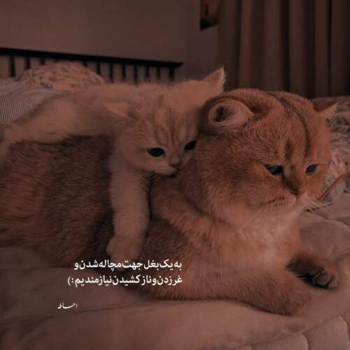 دانلود آهنگ تی ام بکس ناز داره چه وای