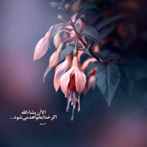 دانلود آهنگ دلم میخواد بگیرم یه کلاشی محمد مولایی