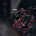 دانلود آهنگ یوسف زمانی وای دلم رفت