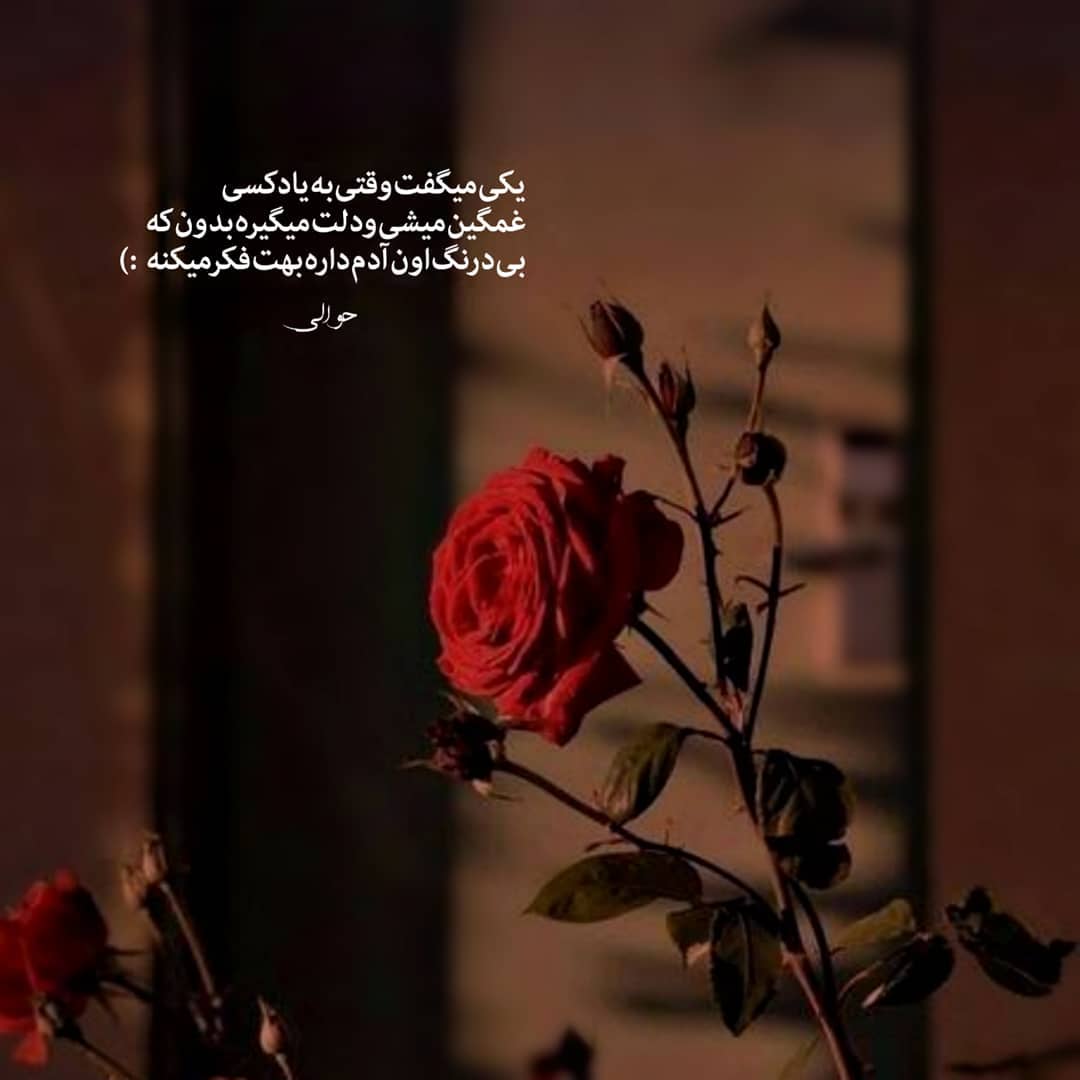 واویلا لیلی دوست دارم خیلی
