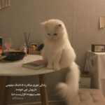 دانلود آهنگ علیرضا عصار من با توام