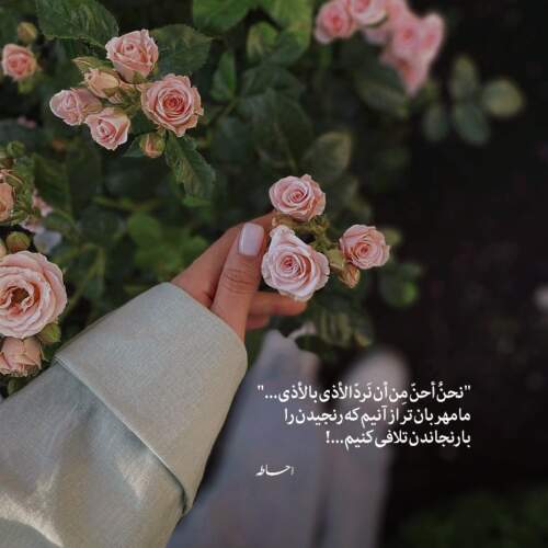 دانلود آهنگ اگه یه گل بودی توی قلبم میکاشتمت از رضام